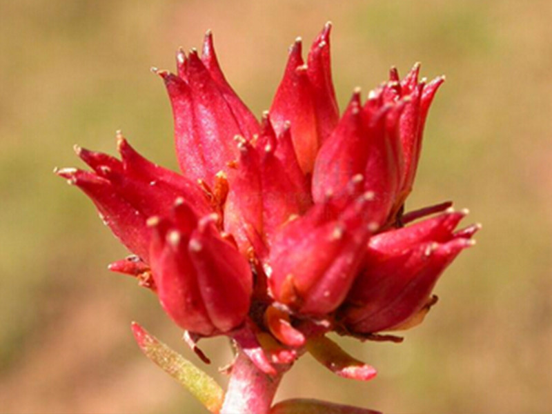 Rhodiola Rosea